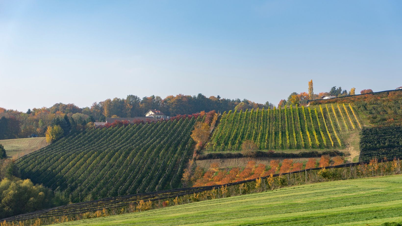 Notizie sul vino: Leone de Castris entra in Les Hénokiens, l’élite mondiale delle imprese familiari