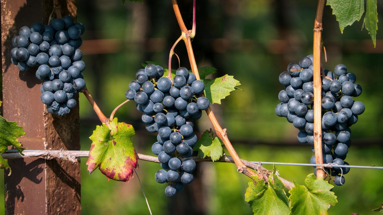 Che cos’è la resa per ettaro e perché è fondamentale nel vino?