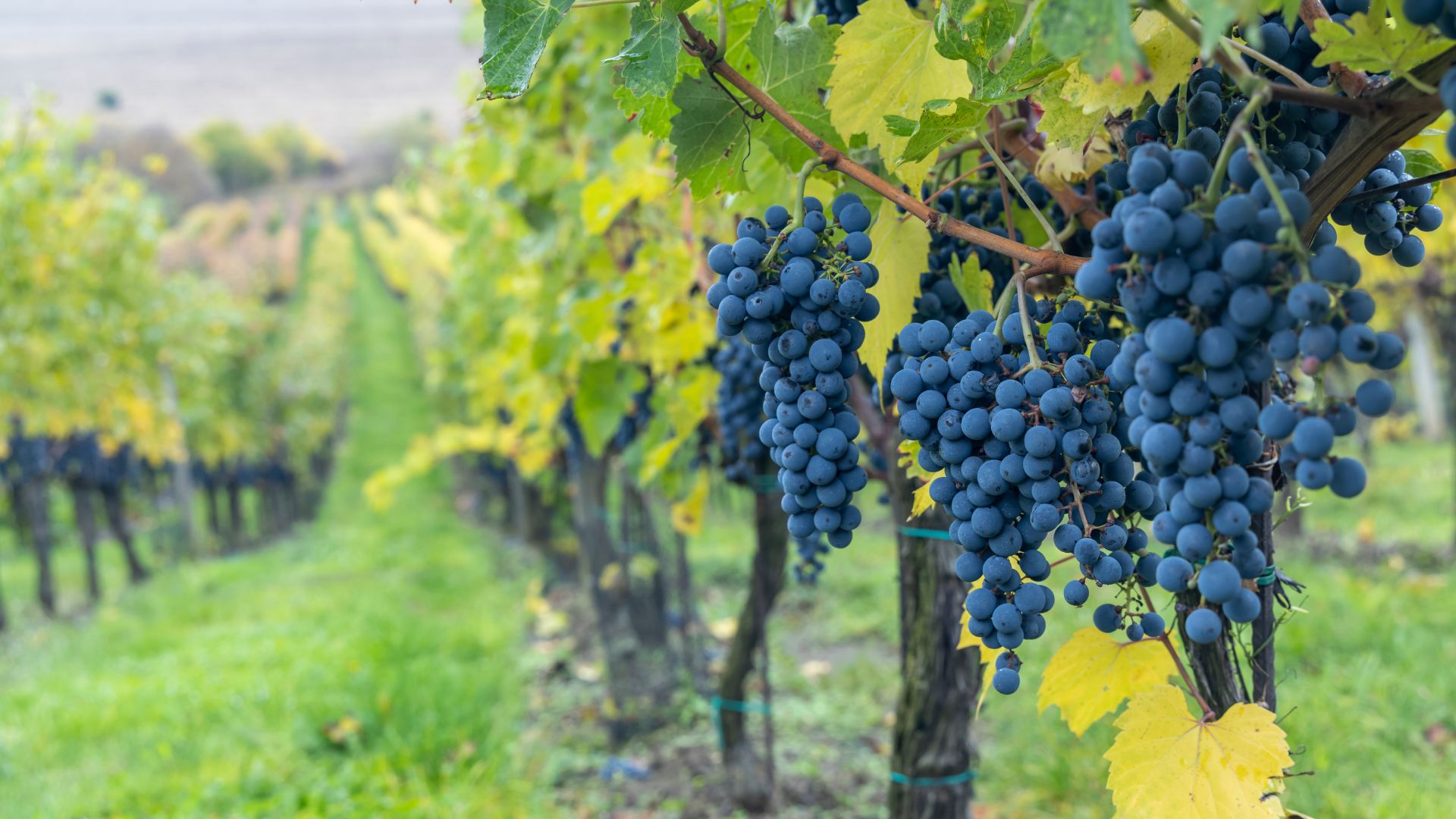 Notizie sul vino: record negativo per la produzione mondiale di vino nel 2024, la più bassa dal 1961