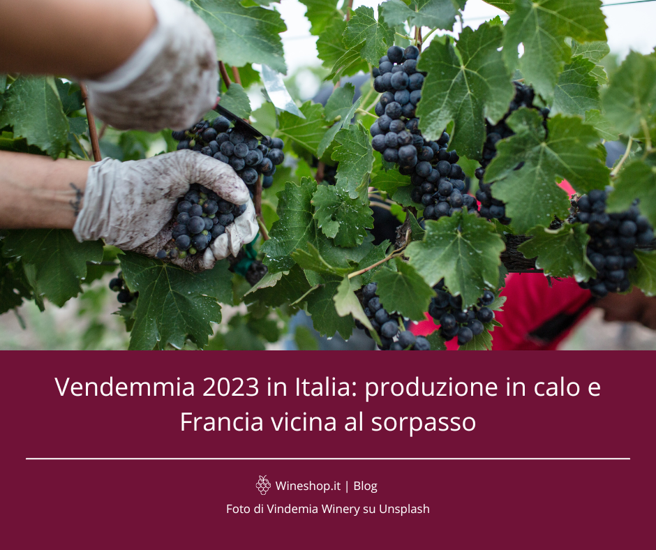 Vendemmia 2023 in Italia: produzione in calo e Francia vicina al sorpasso