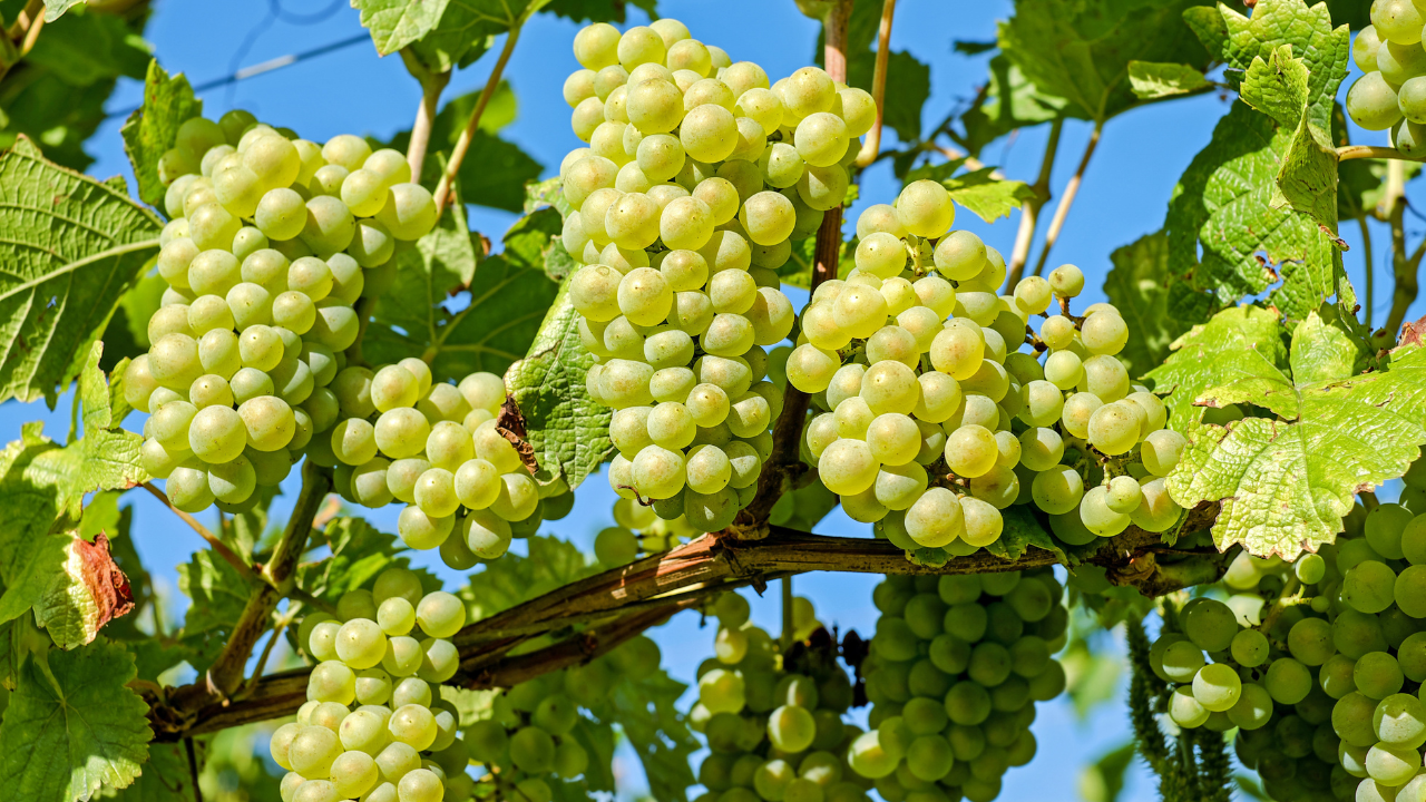 Notizie sul vino: vendemmia 2025 in Italia, in Veneto crescita tra il 3% e il 5%, nel Chianti volumi in calo ma qualità ai massimi livelli