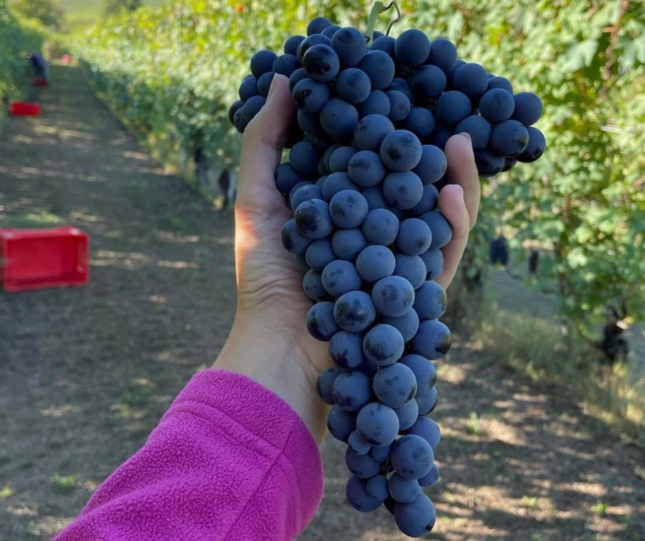 Dove e perché il Nebbiolo è chiamato Spanna?