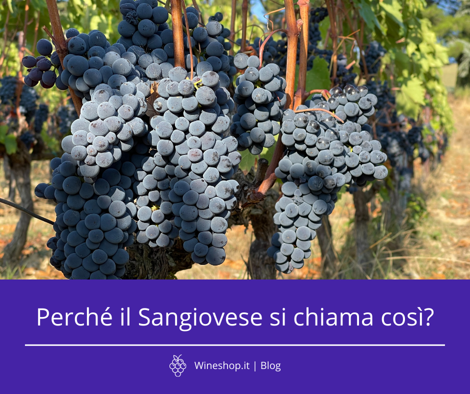 Perché il Sangiovese si chiama così?