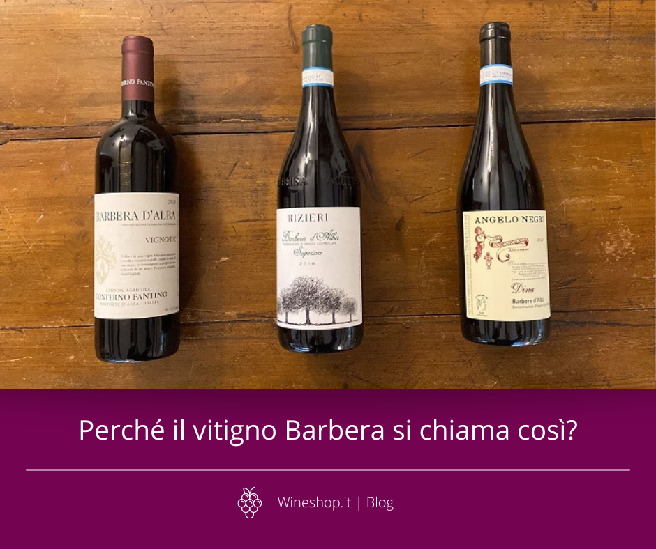 Perché il vitigno Barbera si chiama così?