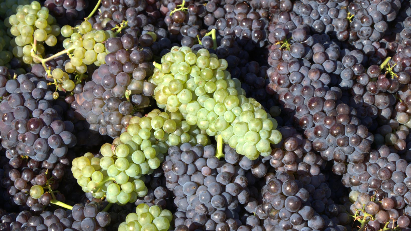 Qual è la differenza tra vinacce e fecce del vino?