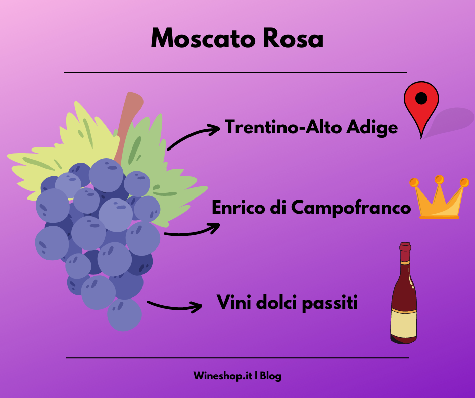 Moscato Rosa: vitigno e vini