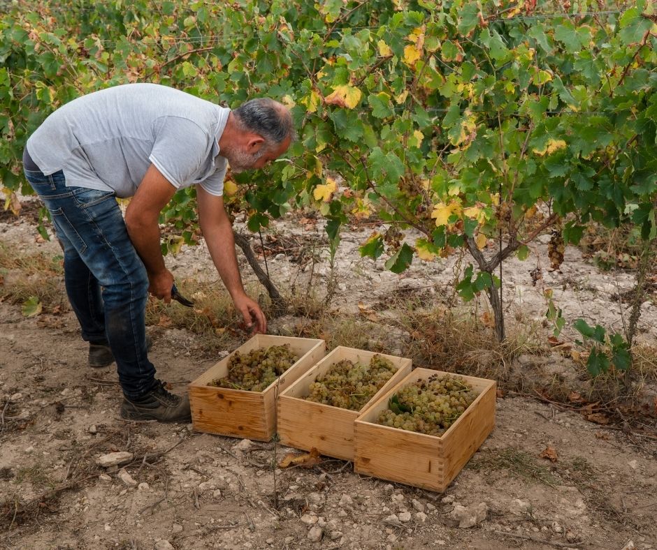 Notizie sul vino: Tutti insieme a vendemmiare: il Trentino riconosce due antiche usanze, “ganzega” e “lavoro solidale” 