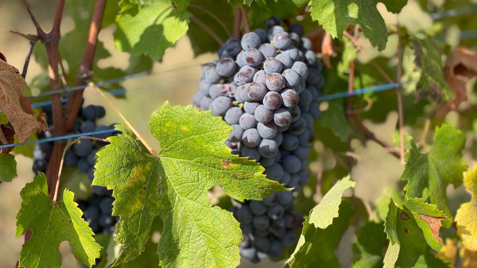 Notizie sul vino: Oltrepò Pavese, con il Progetto Montenapoleone è svolta storica, nuova denominazione, stop alla Bonarda ferma e Pinot Nero verso la DOCG?