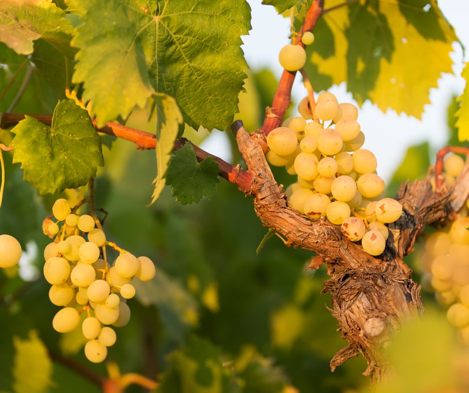 Perché il Picolit produce così poca uva?