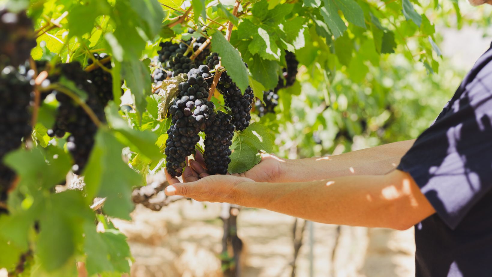 Notizie sul vino: Oltrepò Pavese, con il Progetto Montenapoleone è svolta storica, nuova denominazione, stop alla Bonarda ferma e Pinot Nero verso la DOCG?