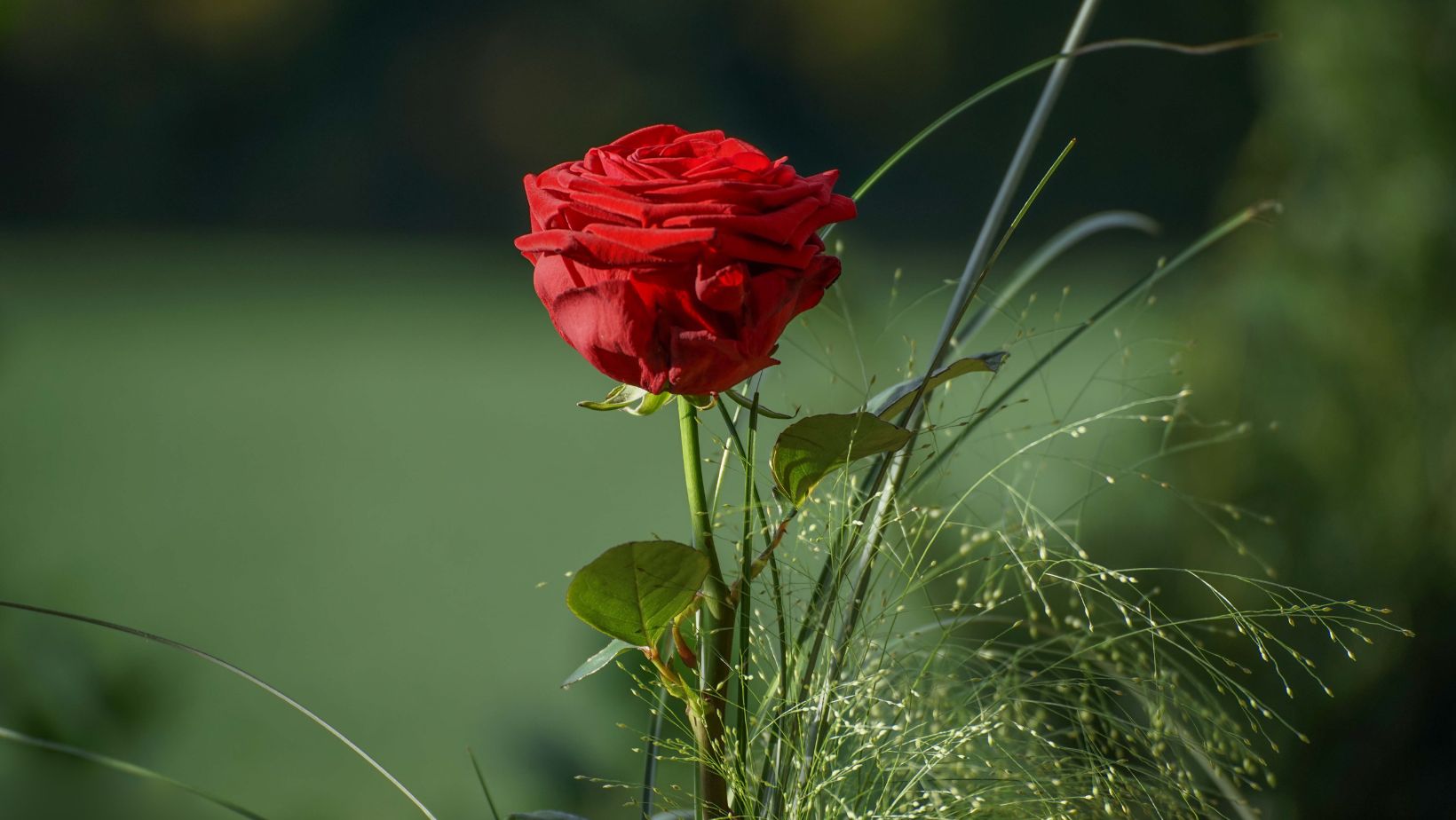 Perché nei vigneti si piantano le rose?
