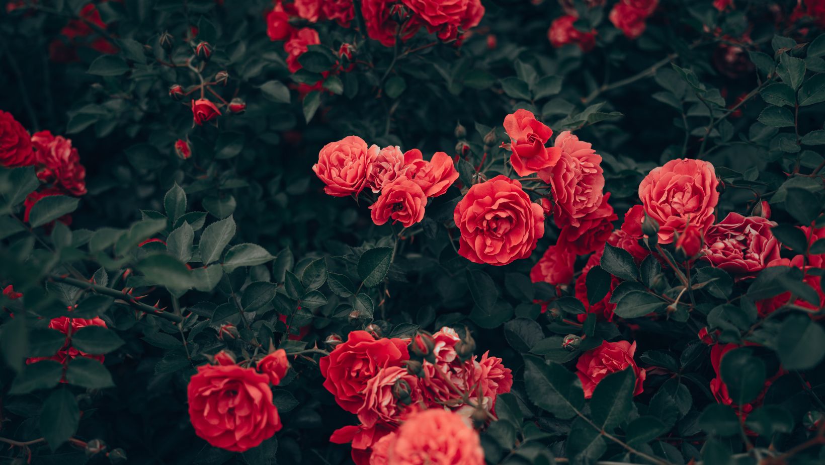 Perché nei vigneti si piantano le rose?