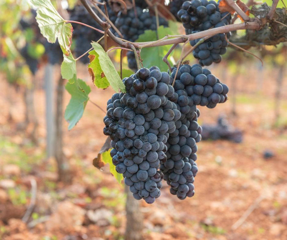 Notizie sul vino: È lo stesso vino di 600 anni fa, la scoperta che cambia la storia del Pinot Nero