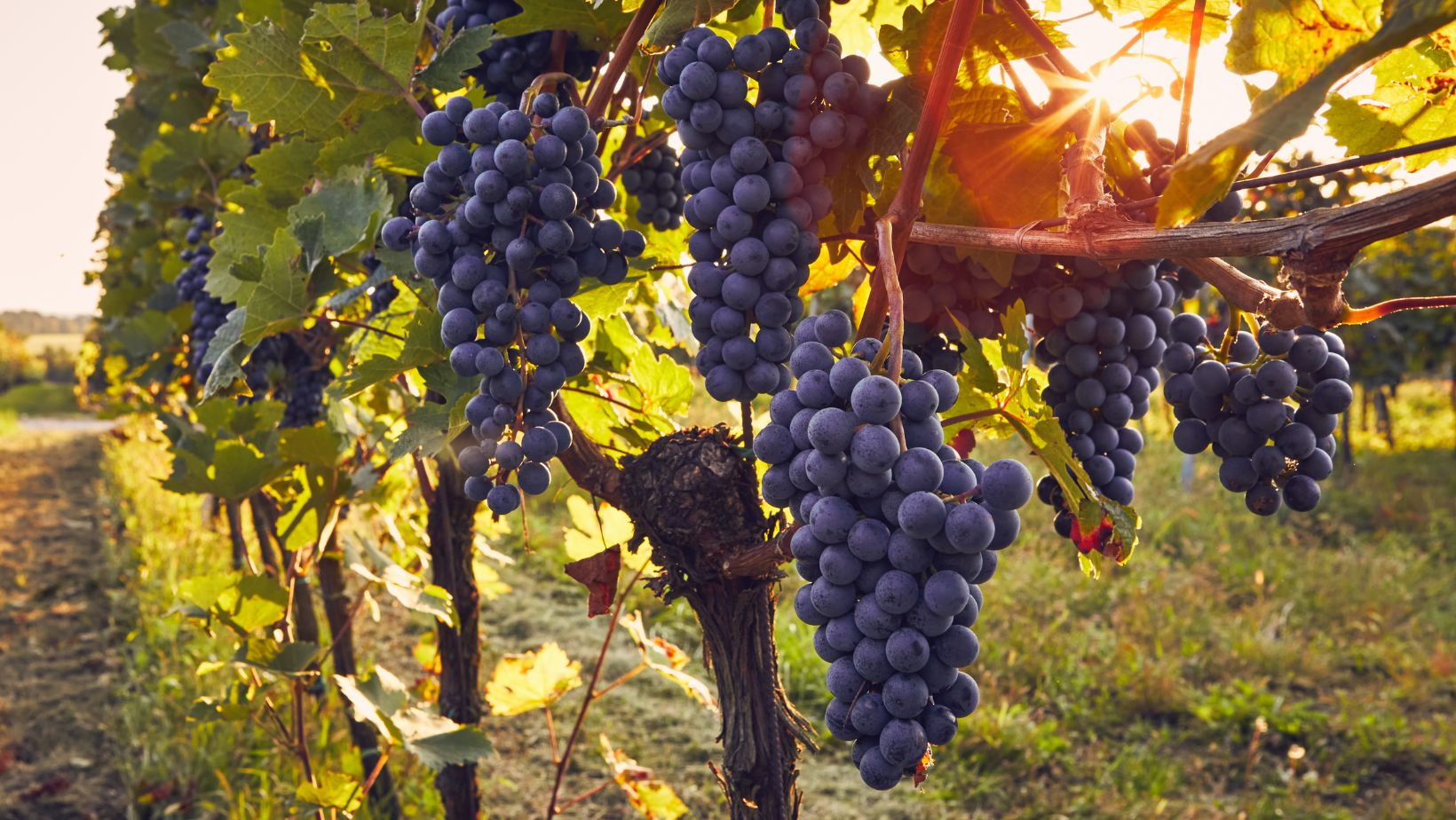 Notizie sul vino: Nasce la Nazionale dei vini italiani, ecco la formazione scelta da Coldiretti per promuovere il Made in Italy negli Usa