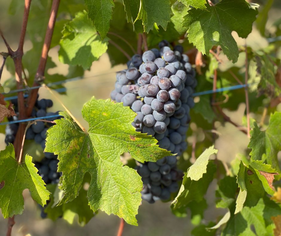 Notizie sul vino: Oltrepò Pavese, con il Progetto Montenapoleone è svolta storica, nuova denominazione, stop alla Bonarda ferma e Pinot Nero verso la DOCG?