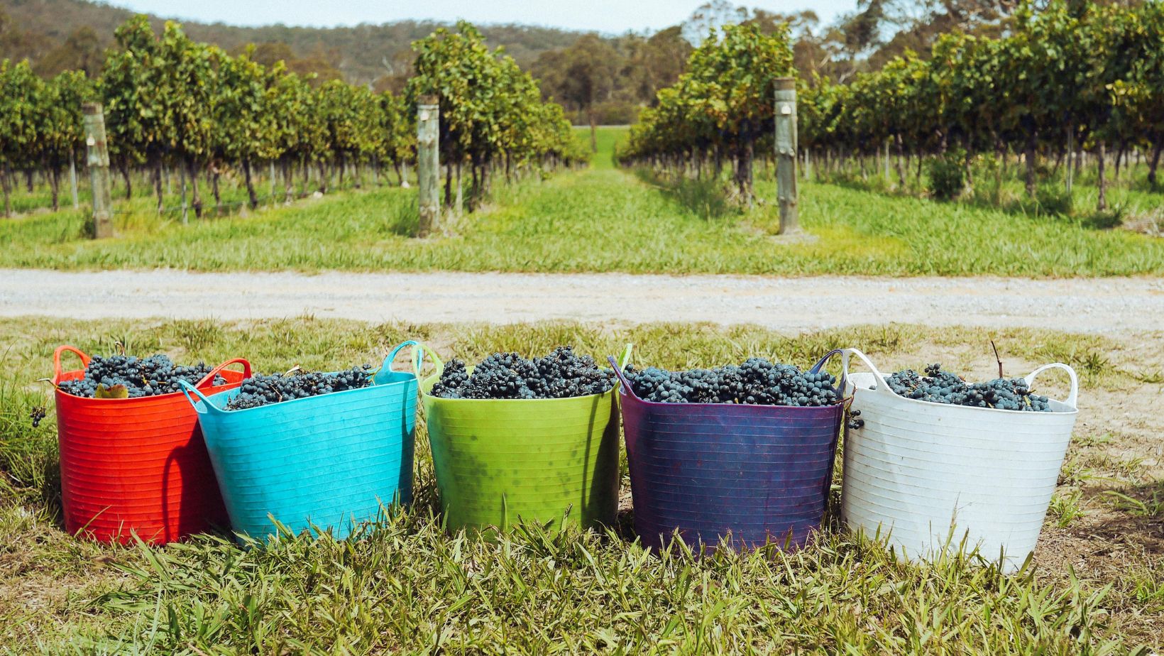 Primitivo di Manduria, vendemmia 2026 di qualità ma produzione in calo del 20%: il nodo del prezzo delle uve e la sfida del rosato