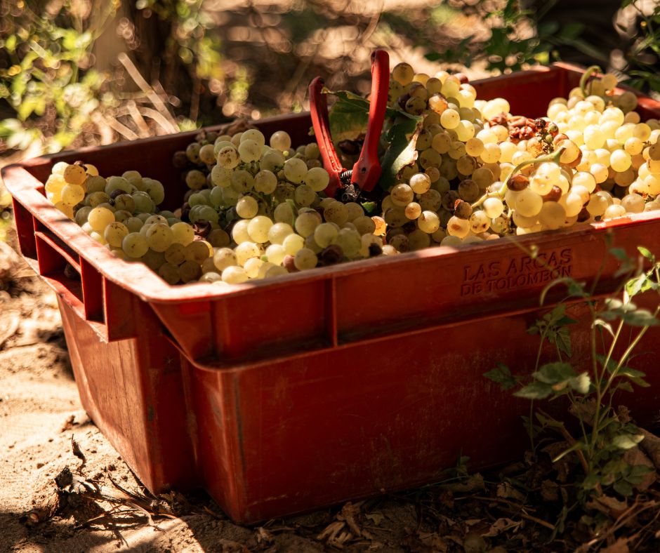 Perché la vendemmia è sempre più anticipata?