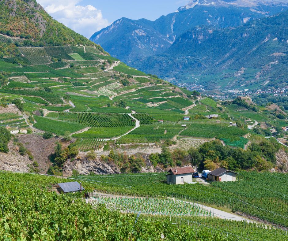 Notizie sul vino: I vigneti più redditizi d’Italia sono quelli dell'Alto Adige