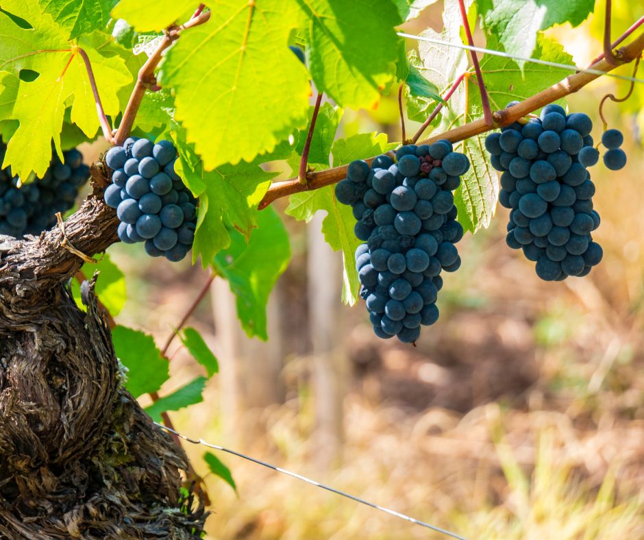 Perché l’escursione termica è importante per l’uva?