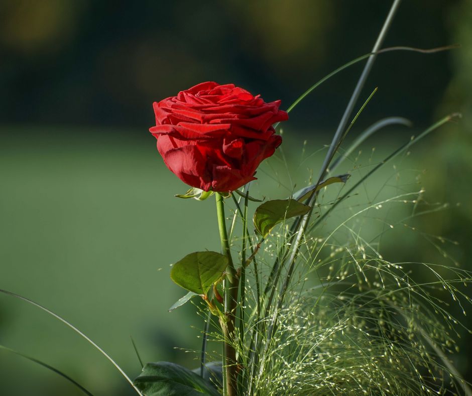 Perché nei vigneti si piantano le rose?