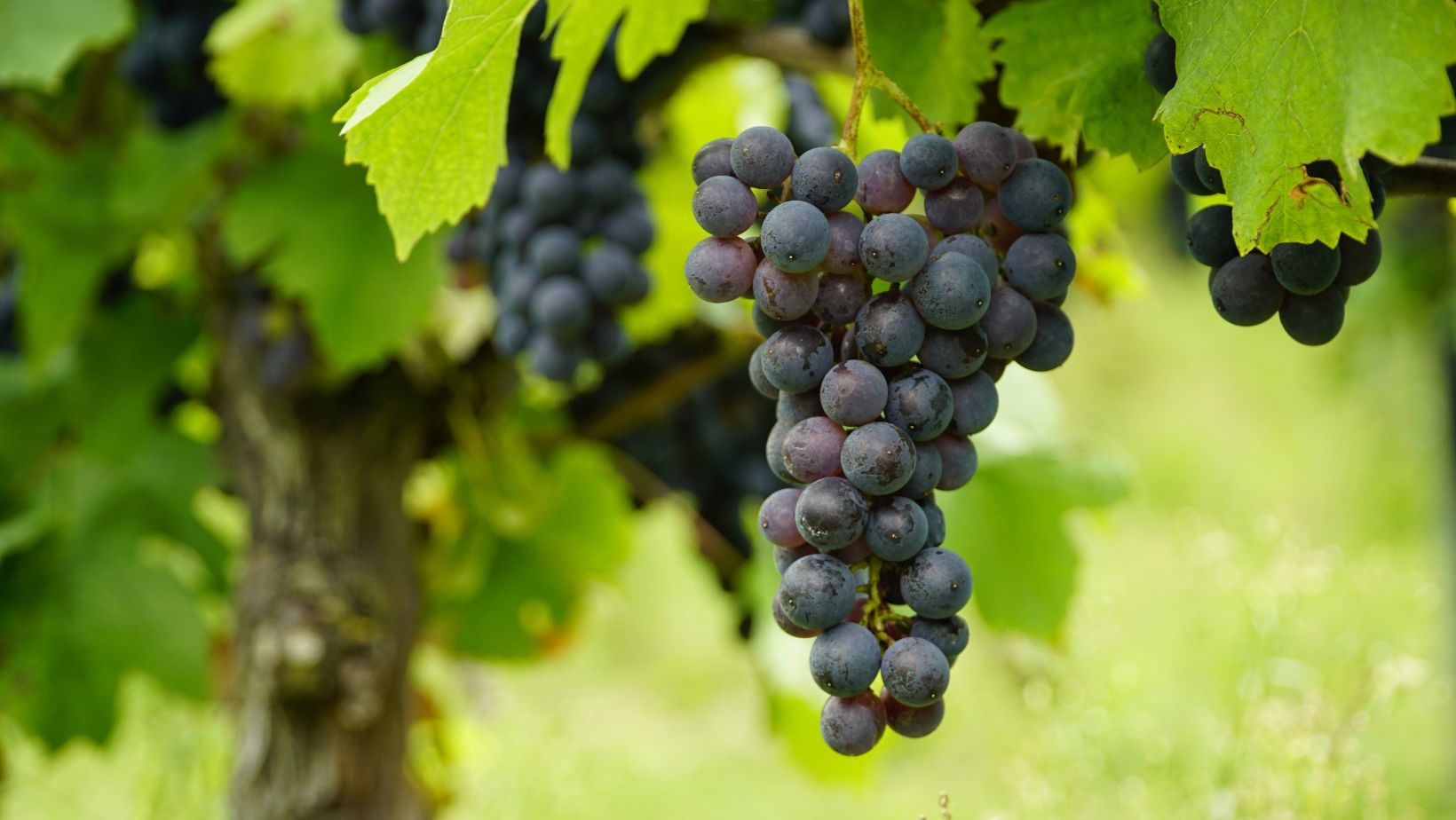 Notizie sul vino: L’etichetta che rivoluziona il vino, segnala quando è alla temperatura perfetta