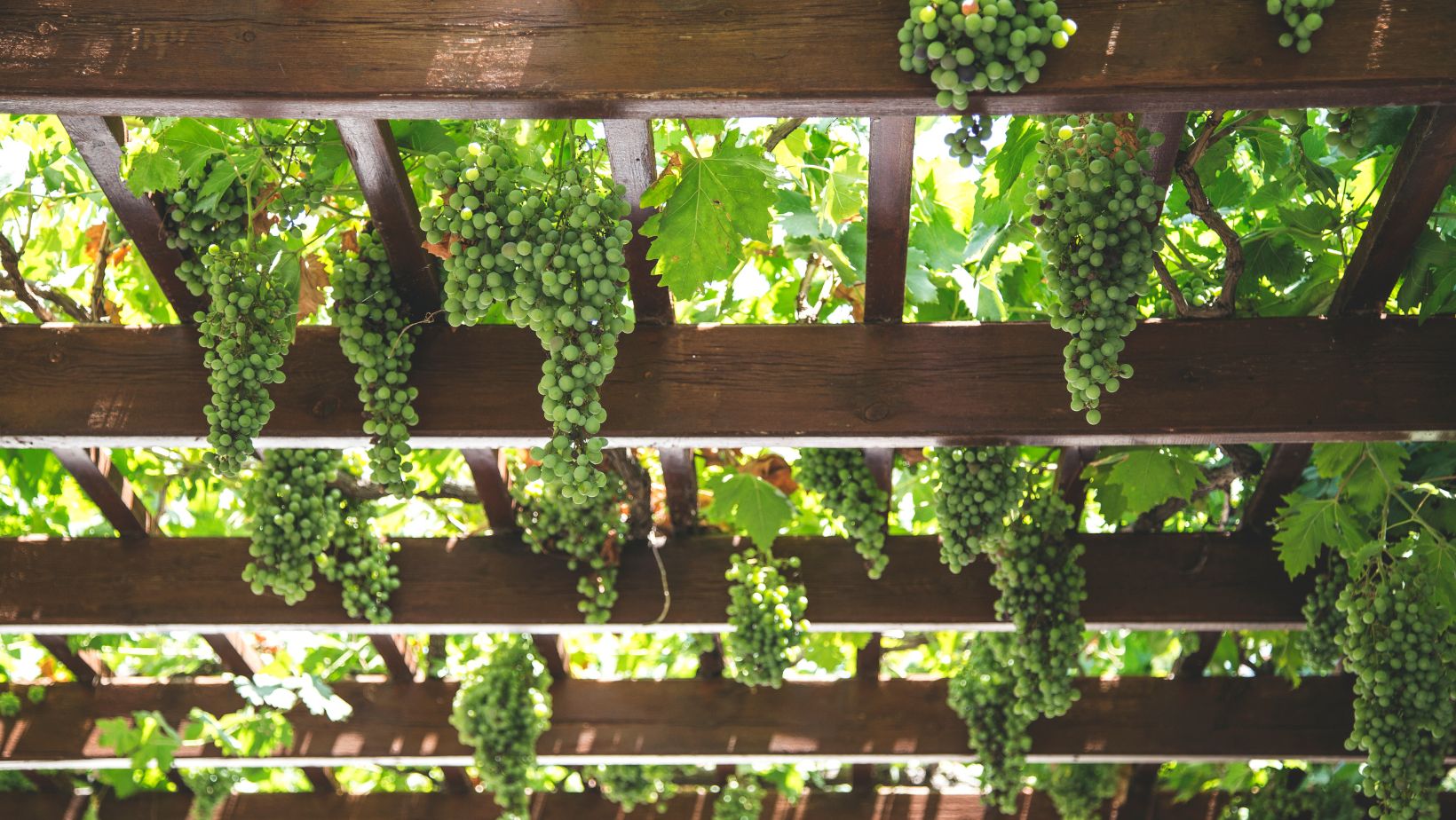 Riscoprire la pergola per affrontare le annate più calde: i Colli Berici aprono una nuova strada