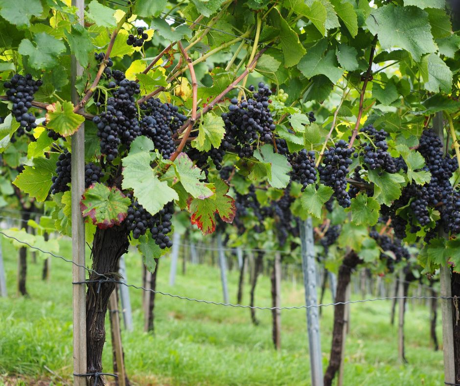 Cos’è una vite vecchia?