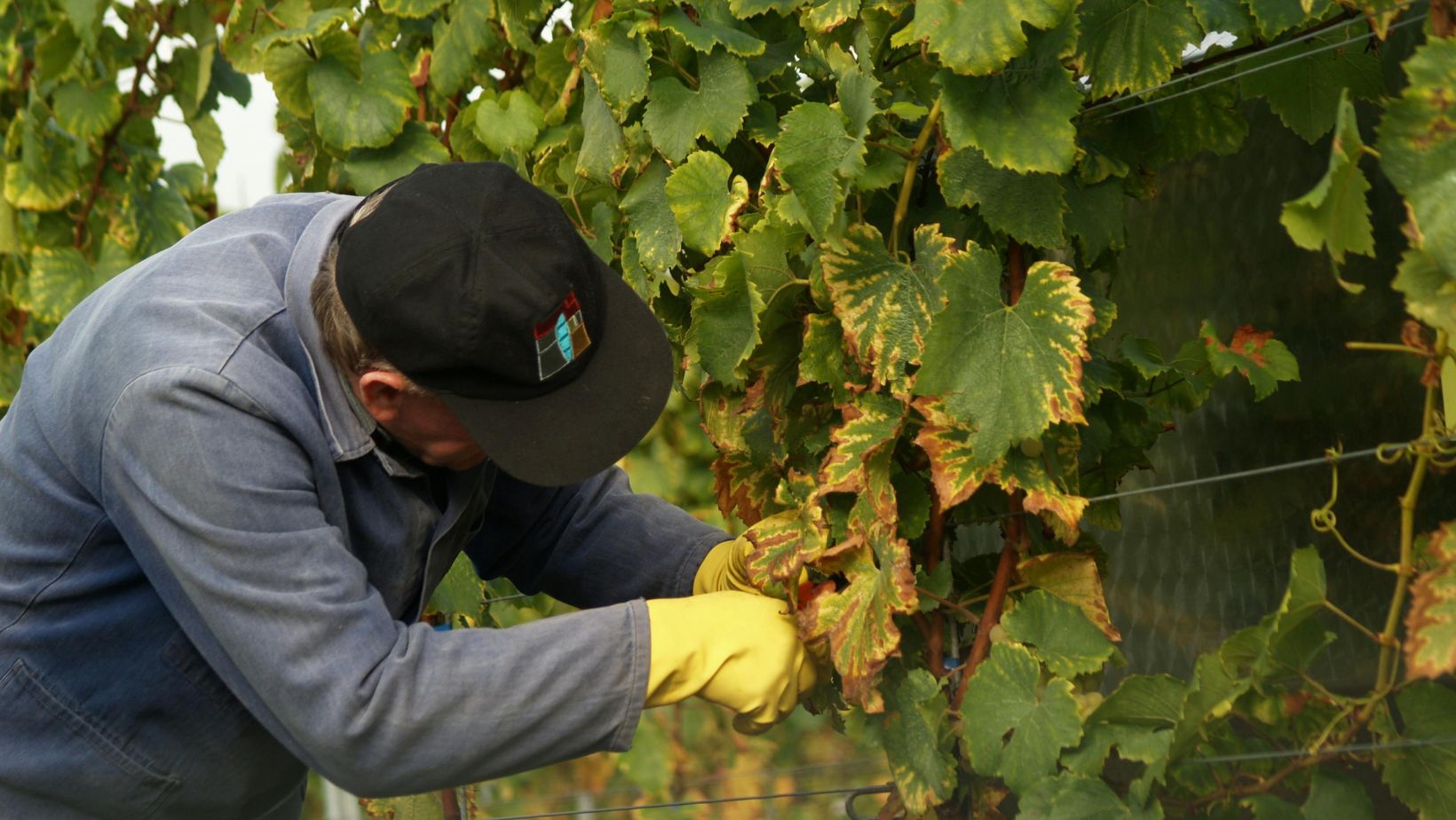 Vendemmia: il Veneto vuole riconoscere lo scambio gratuito di manodopera
