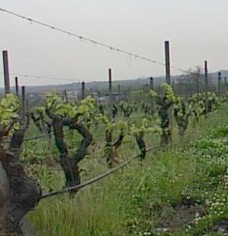 degustazioni_04