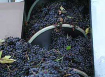 Vigna Vecchia