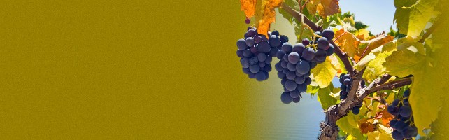 Wineshop.it